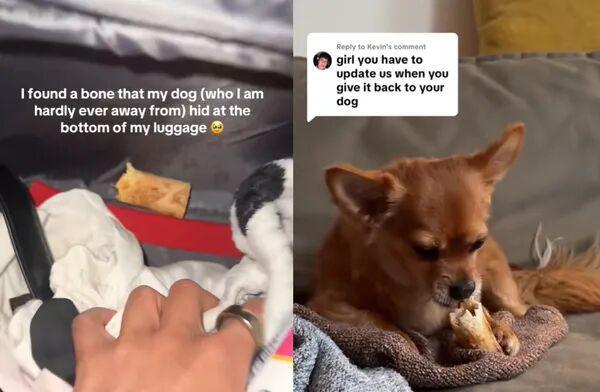 !毛孩子偷偷塞了件东西全网都被暖哭了…开元棋牌app出差打开行李箱直接泪崩(图2) !毛孩子偷偷塞了件东西全网都被暖哭了…开元棋牌app出差打开行李箱直接泪崩(图2)